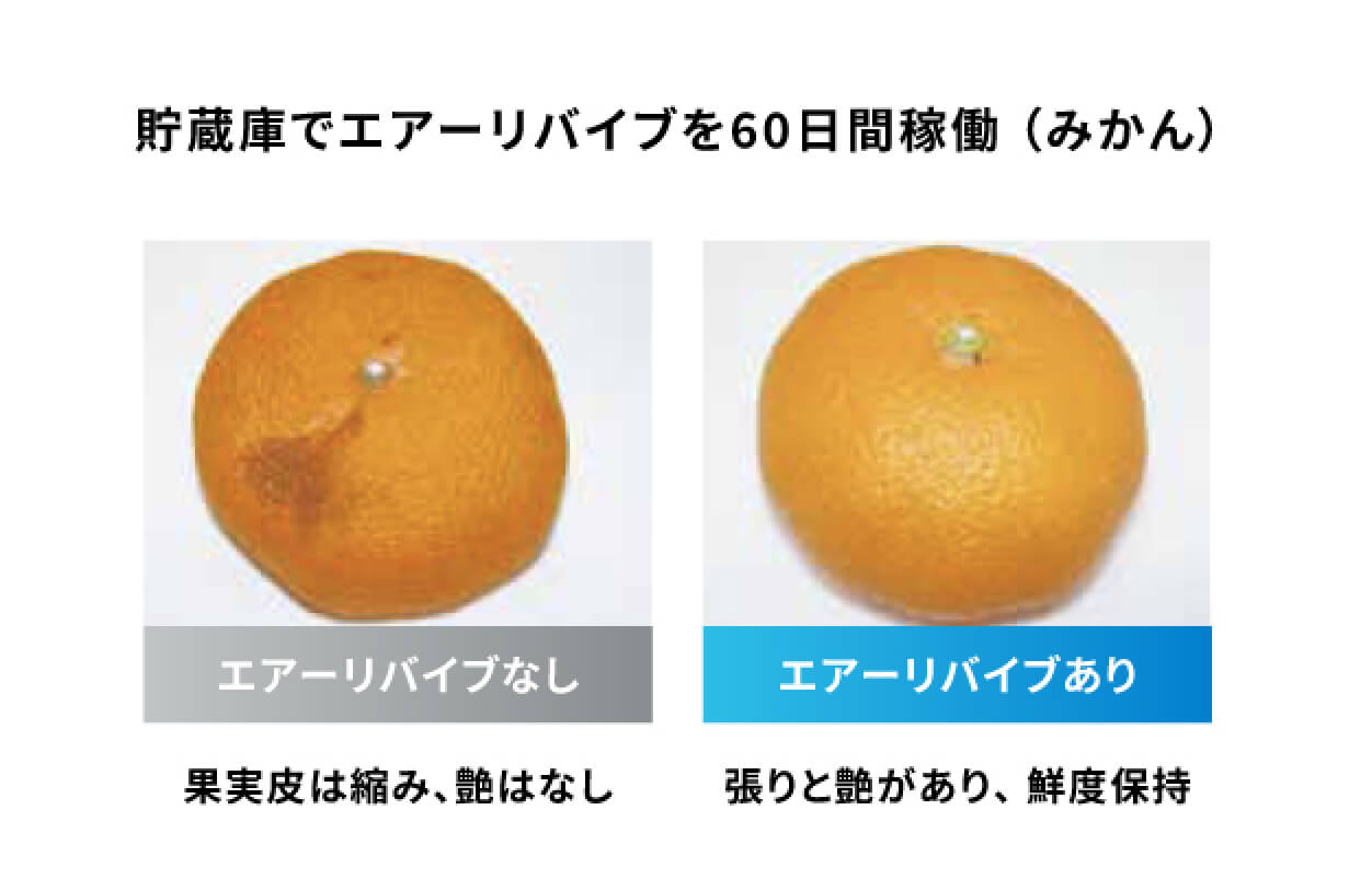 貯蔵庫でエアーリバイブを60日間稼働（みかん）